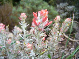 Image of whitefelt Indian paintbrush