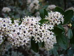 Image of island ceanothus