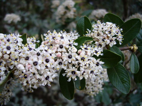 Ceanothus megacarpus var. insularis (Eastw.) Munz resmi