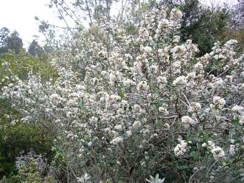 Sivun Ceanothus megacarpus var. insularis (Eastw.) Munz kuva