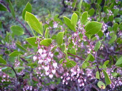 Image of Rincon manzanita