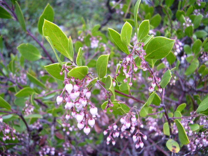 Sivun Arctostaphylos stanfordiana subsp. decumbens (P. V. Wells) P. V. Wells kuva