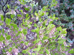 Sivun Arctostaphylos stanfordiana subsp. decumbens (P. V. Wells) P. V. Wells kuva