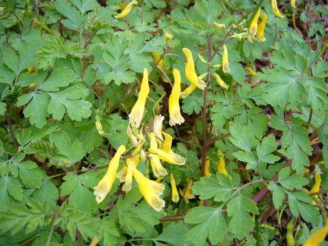 Image de Corydalis heterocarpa Siebold & Zucc.