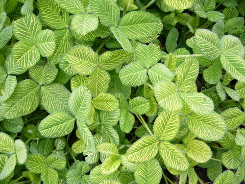 Image of Red Clover