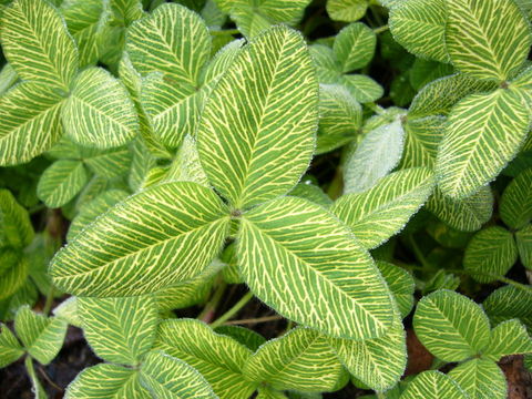 Image of Red Clover