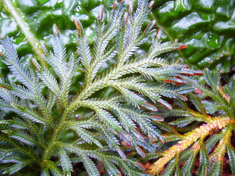 Image of Selaginella erythropus (Mart.) Spring