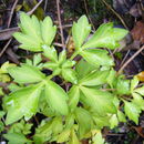 Image of Bidens ostruthioides (DC.) Sch. Bip.