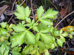 صورة Bidens ostruthioides (DC.) Sch. Bip.