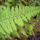 Image of <i>Cheilanthes lendigera</i>