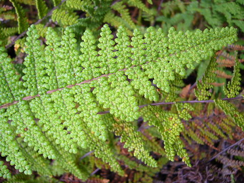 Image of <i>Cheilanthes lendigera</i>