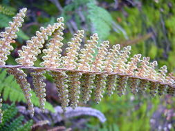 Image of <i>Cheilanthes lendigera</i>