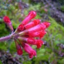 Imagem de Salvia pulchella DC.