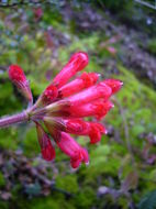 Image of Salvia pulchella DC.