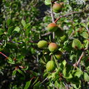 Image of desert apricot
