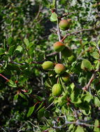 Image de Prunus fremontii S. Wats.