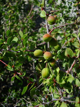 Imagem de Prunus fremontii S. Wats.