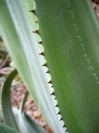 Image of Agave obscura Schiede ex Schltdl.