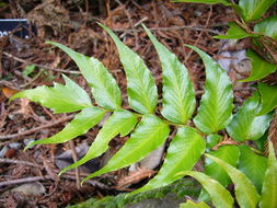 Image of Japanese netvein hollyfern