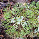Sivun Artemisia kawakamii Hayata kuva