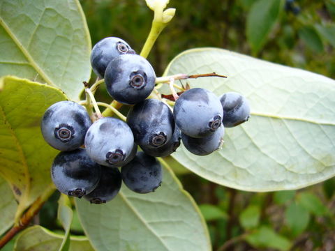 Image of Vaccinium gaultheriifolium (Griff.) Hook. fil. ex C. B. Cl.