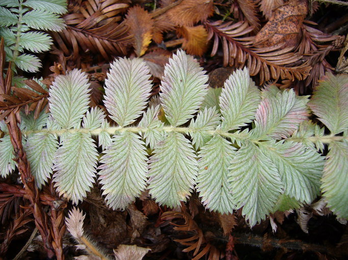 Image of Potentilla discolor Bunge