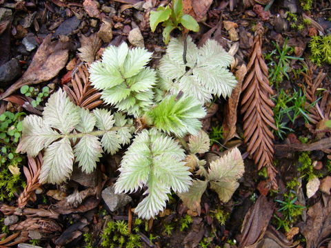 Image of Potentilla discolor Bunge