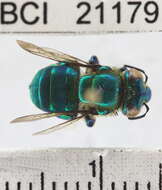 Image of orchid bee