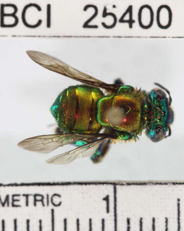 Image of orchid bee