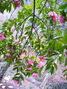 Camellia reticulata Lindl. resmi