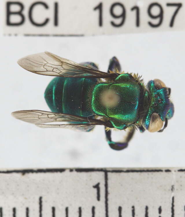 Image of orchid bee