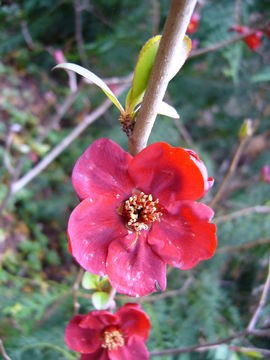 Image of Maule's quince