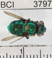 Image of orchid bee