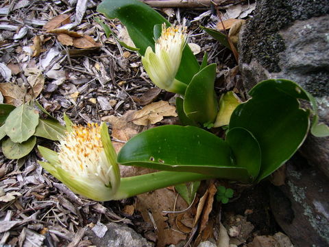 Image of Haemanthus albiflos Jacq.