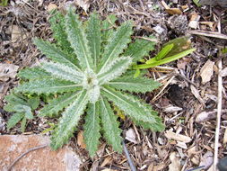 Слика од Berkheya purpurea (DC.) Benth. & Hook. fil. ex Mast.