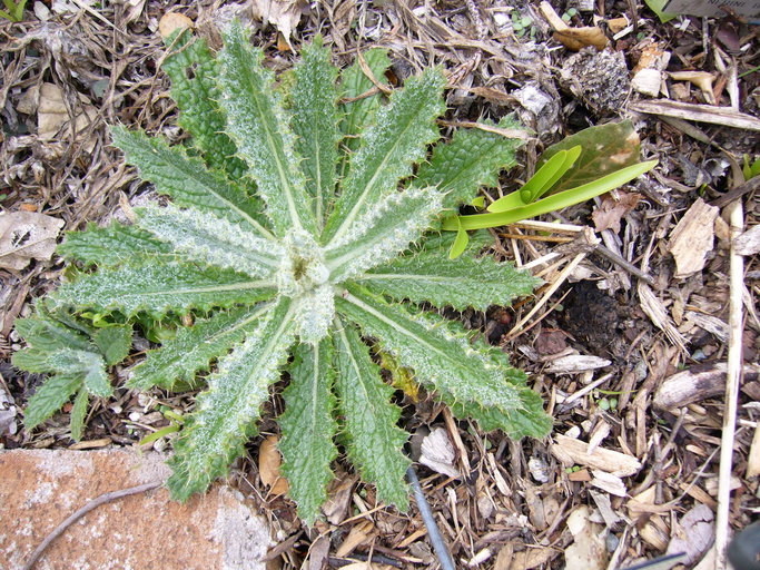 Слика од Berkheya purpurea (DC.) Benth. & Hook. fil. ex Mast.