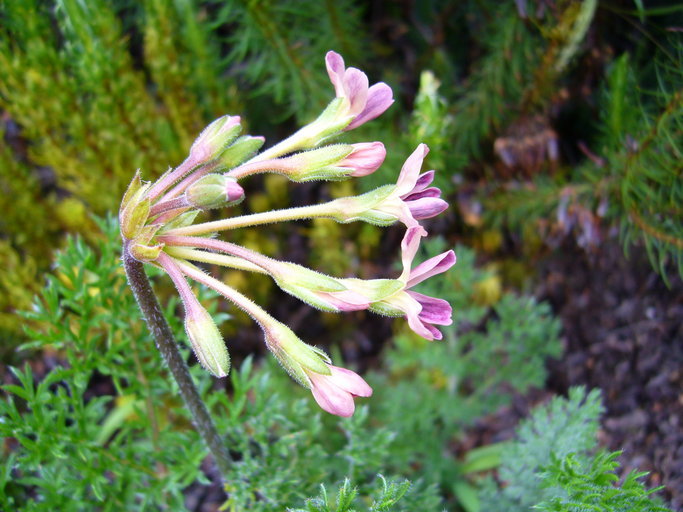 Image of Pelargonium triste (L.) L'Her.