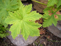 Слика од Pelargonium capitatum (L.) L'Her.