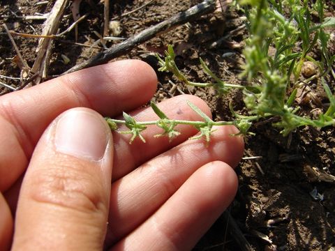 Image of Palmer's grapplinghook