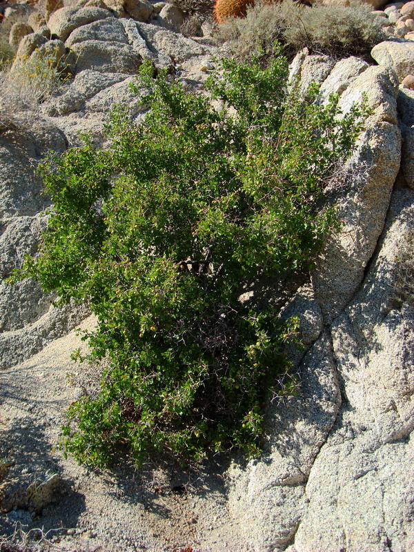 Image de Prunus fremontii S. Wats.