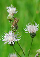 Plancia ëd Cirsium wrightii A. Gray