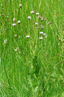 Plancia ëd Cirsium wrightii A. Gray