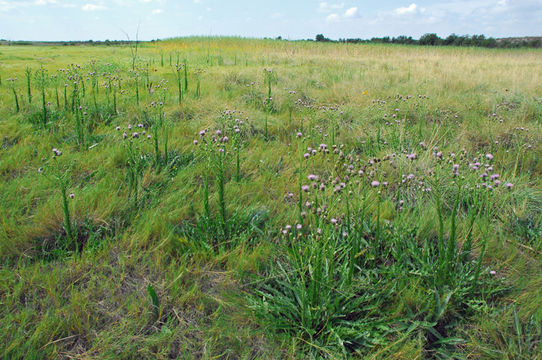 Plancia ëd Cirsium wrightii A. Gray