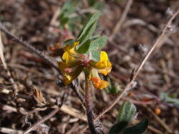 Слика од Acmispon parviflorus (Benth.) D. D. Sokoloff