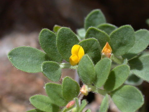 Image de Acmispon wrangelianus (Fisch. & C. A. Mey.) D. D. Sokoloff