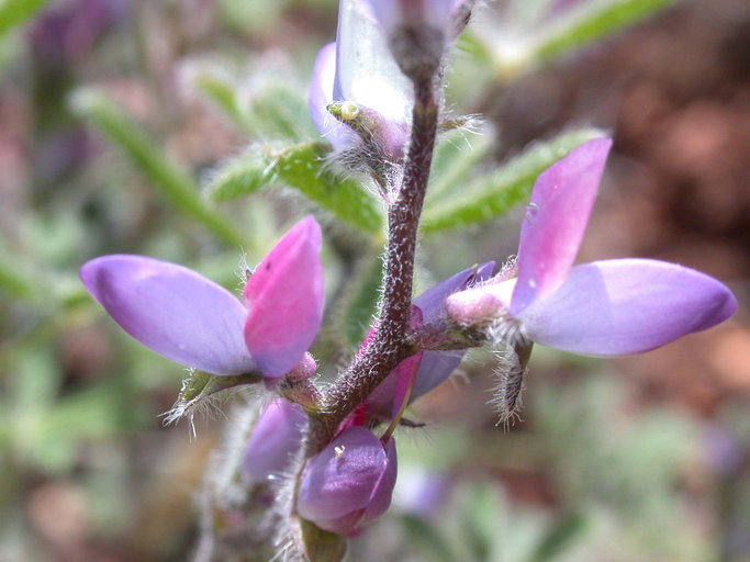 Image of bajada lupine