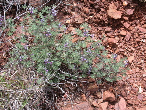 Image of bajada lupine