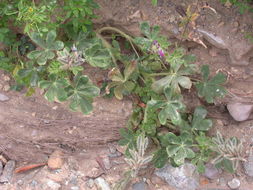 Image de Lupinus bicolor Lindl.