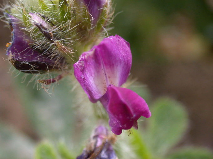 Image de Lupinus bicolor Lindl.