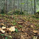 Image of wood hedgehog